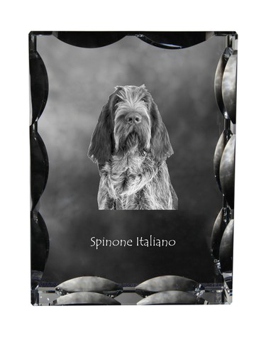 Italian spinone - spinone,,