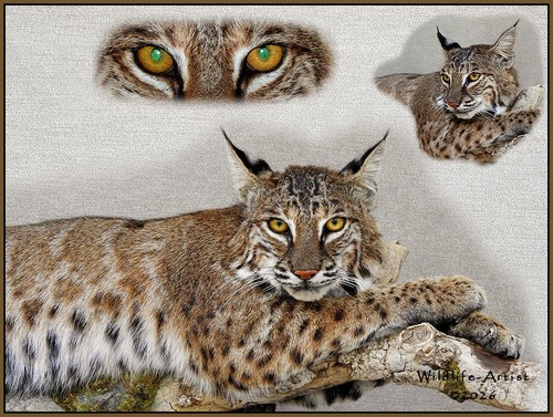 Bobcat taxidermy mount coyote - taxidermy,