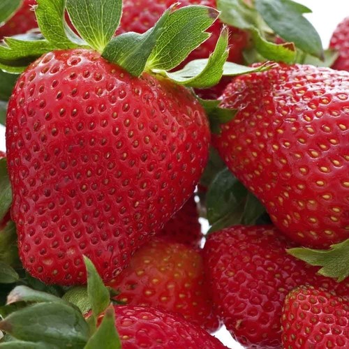 Bare root strawberry - root,