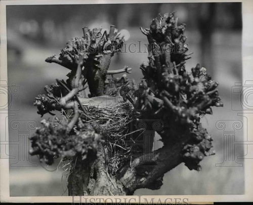 1949 press photo chicago - 1949,