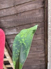 Aspidistra   'Well Spotted'