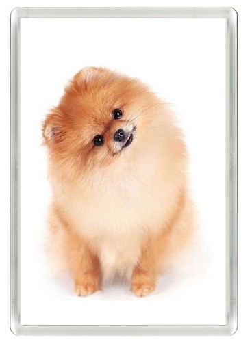 Pomeranian dog fridge magnet - dog,