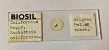 Biosil Microscope Specimen