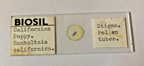 Biosil microscope specimen - biosil,