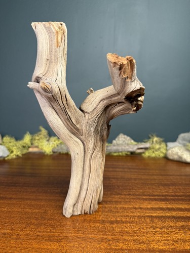 Manzanita driftwood - 10”,
