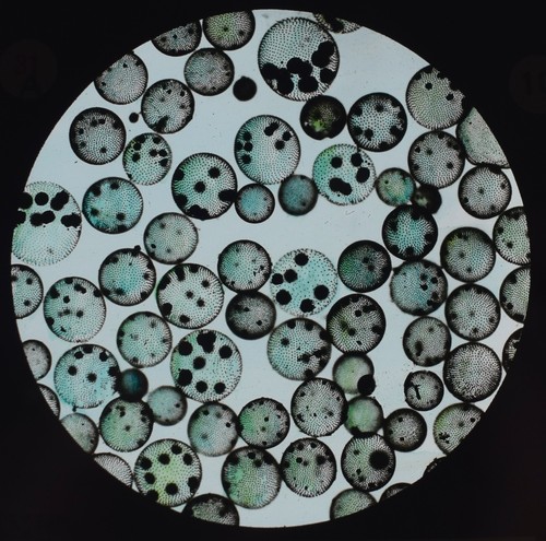 Microscope photo green - microscope, plant