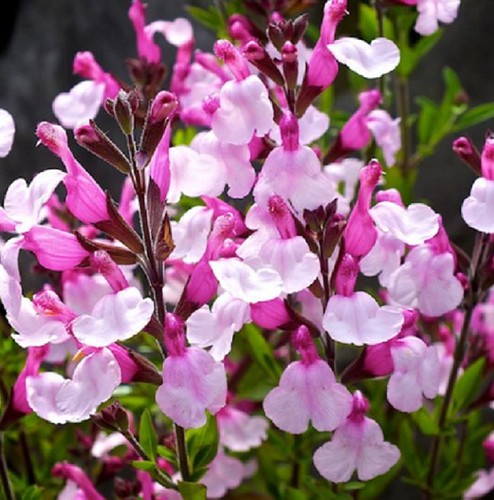 Salvia joy perennial - ‘joy’,