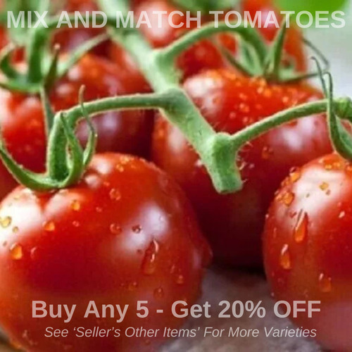 Heirloom cherry tomato piccolo - heirloom,