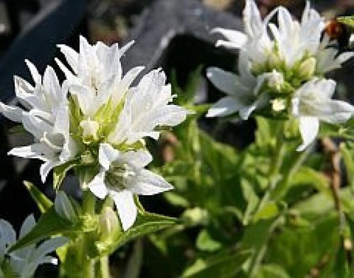Campanula glomerata alba a - alba,