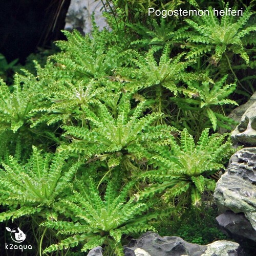 Pogostemon helferi live - helferi,