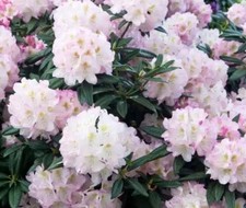 Sale large rhododendron - sale,