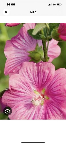 Lavatera burgundy wine - x,