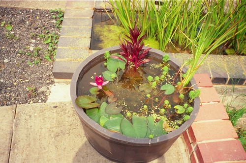 Container pond plant - plant, 4