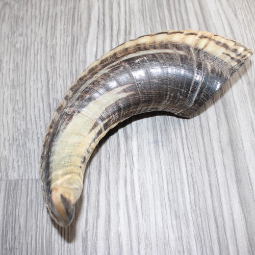 Sheep horn 266 natural - #266,