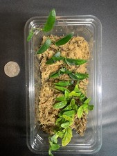 Rare Tropical Plants Creeping