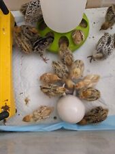 4 kg. Quail Premium Superfine Chick Crumbs - 29% Protein  Medicated Chick Crumb