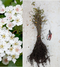 50 Hawthorn Hedging Plants (40-60cm)