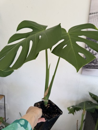 Monstera deliciosa swiss - monstera,
