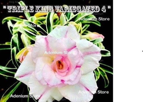 Triple bloom desert rose - bloom,