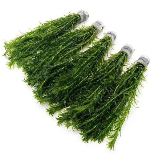 Elodea densa stems 5 - 50,
