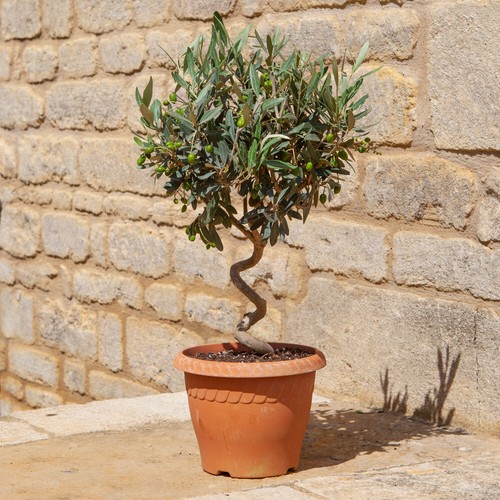 Patio spiral stem olive plant - stem,