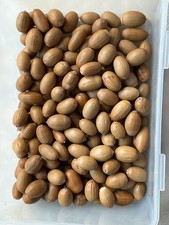 English Oak Acorns 500 grams