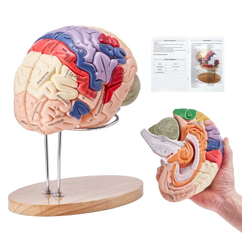 Vevor human brain - human,