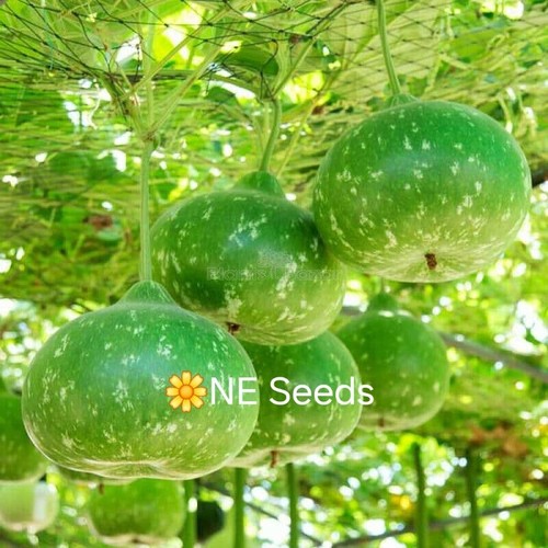 Bangladeshi seeds - 🌼,