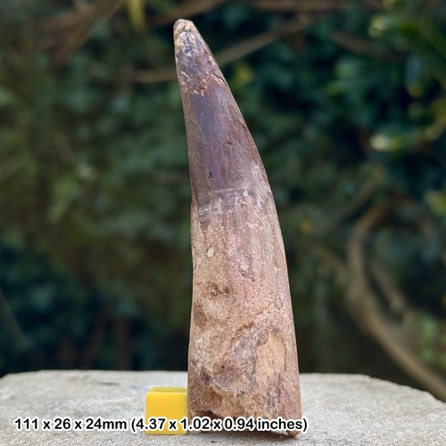 Spinosaurus tooth fossil - spinosaurus,