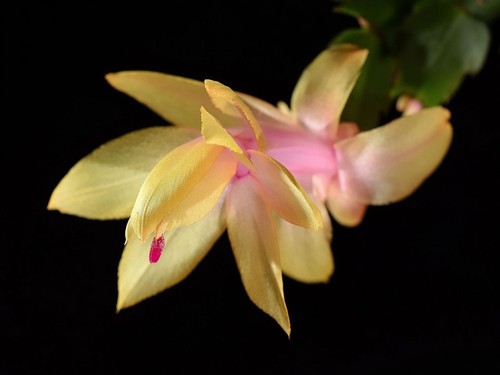 Schlumbergera golden sun - schlumbergera,