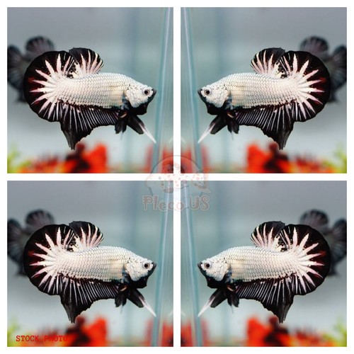 Live betta fish male plakat - live,