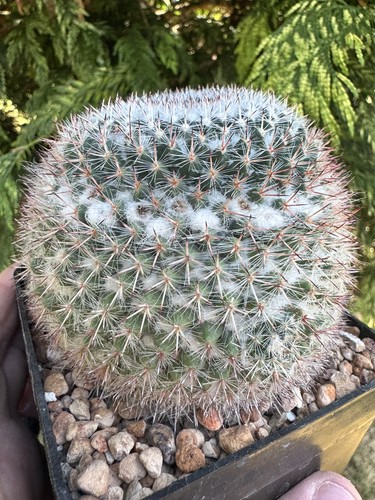 One only mammillaria - only!,