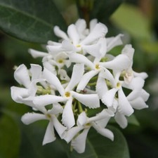 Trachelospermum jasminoides - Star Jasmine - Plant in 2 L pot