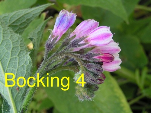 Russian comfrey live root - comfrey,