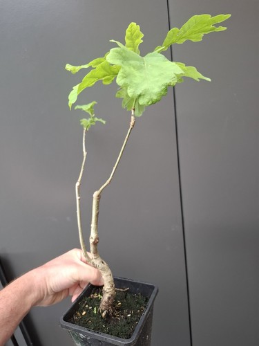 Oak bonsai tree - oak,
