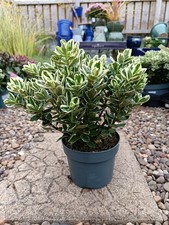 2 L Purple Hebe | Variegated