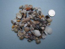 100 TINY MIXED SEASHELLS Small Sea Shells Craft Wedding Beach Confetti REDUCED