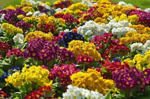 Flower polyanthus - polyanthus, –