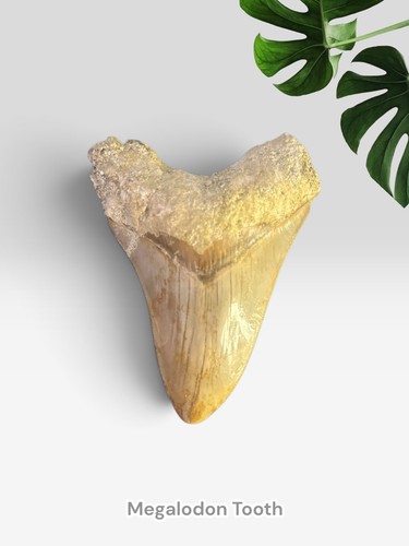 Gorgeous megalodon tooth - megalodon,