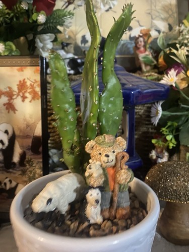 Prickly pear cacti houseplant - prickly,