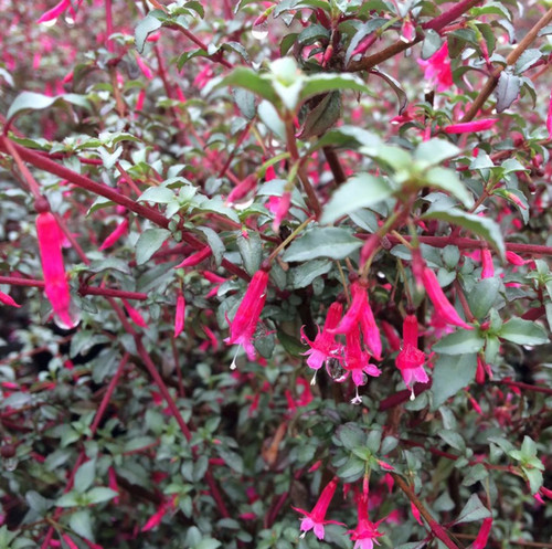 Fuchsia microphylla silver - fuchsia, 'silver