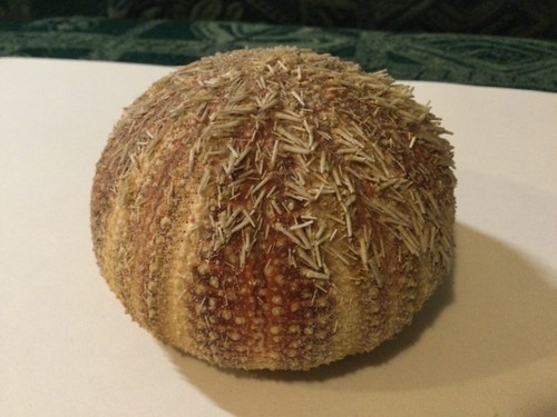 Sea urchin - sea,