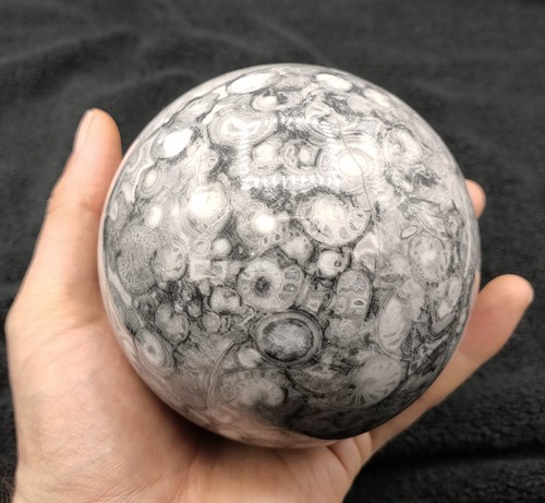 Large shell stone jasper - shell,