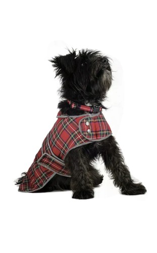 Muddy paws highland dog coat - paws,