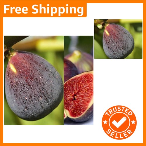 Organic miniature fig - miniature,