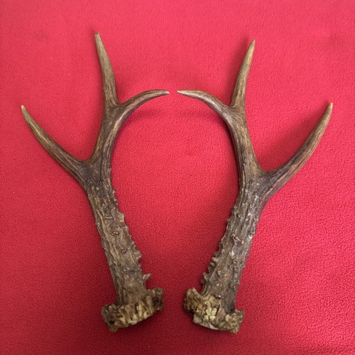 Pair roe deer antlers - pair, of