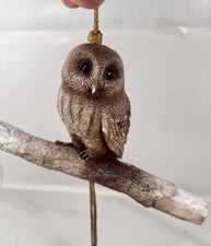 Barn Owl Sitting on Branch