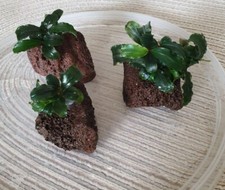 Bucephalandra on 3 x Lava Rocks - Perfect for Nano Aquarium