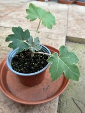 Tetrapanax papyrifer rice paper shrub, tropical leaves, bare rooted.