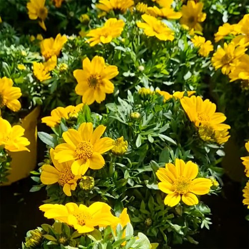 Bidens ferulifolia gold - bidens, 'gold